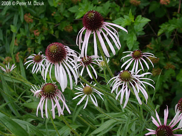 pale purple coneflower